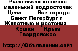 Рыженькая кошечка маленький подросточек › Цена ­ 10 - Все города, Санкт-Петербург г. Животные и растения » Кошки   . Крым,Гвардейское